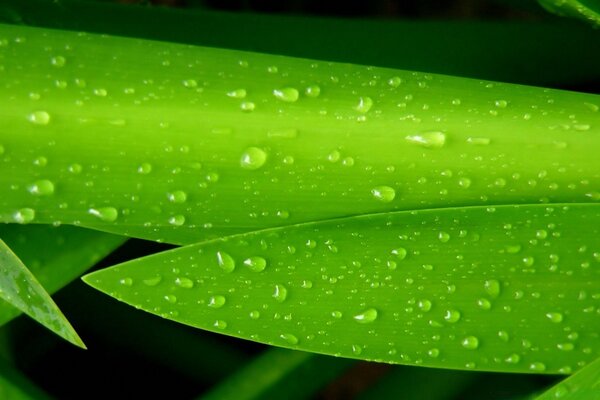 Immagine di goccioline e acqua in natura