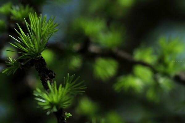 The green forest soothes the soul and body