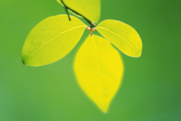 Folhas em um ramo em um fundo verde