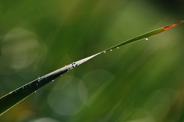 Dew droplets are visible on a thin leaf