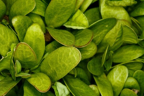 Imagen del crecimiento de la hoja en la naturaleza