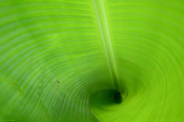 Plantes flore jardin feuille