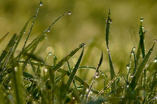 Beau paysage de chute de pluie