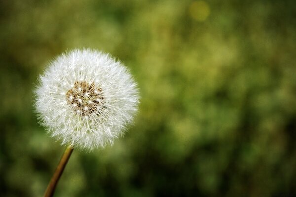 Imagen de la flor del diente de León en verano