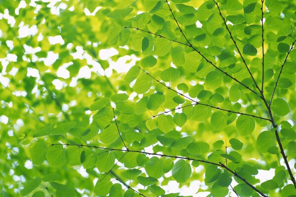 Las ramas están salpicadas de hojas verdes