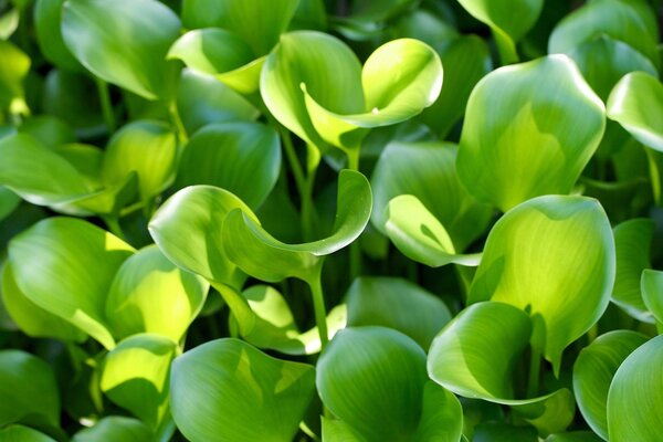 Dans le jardin poussent des feuilles, belle nature