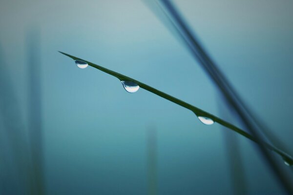 Image of a dew drop falling