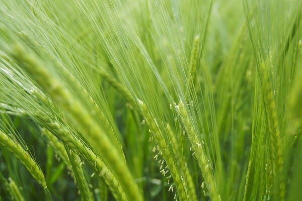 Wheat grows still green water on it