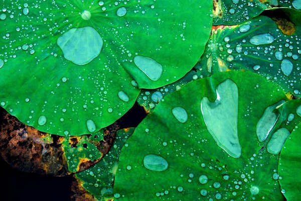 Aquatic plants after rain