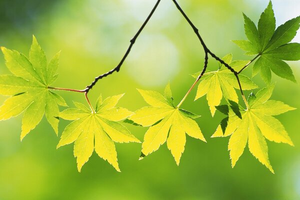 Imagen del crecimiento de la hoja en la naturaleza