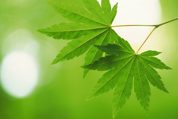 Photo of green tree leaves