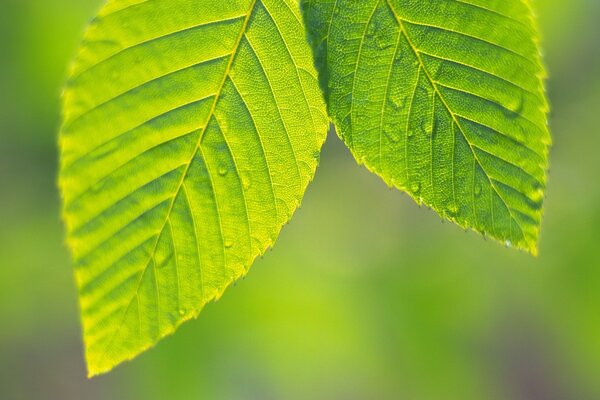 Two green leaves on the background of nature