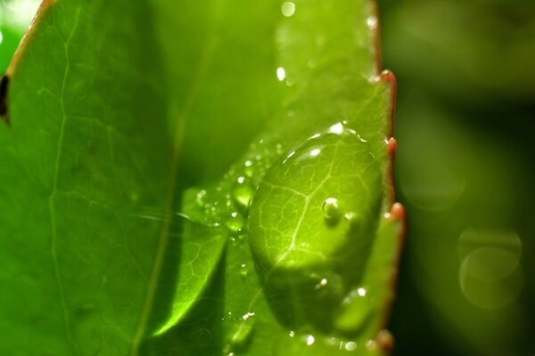 A drop of dew on a leaf