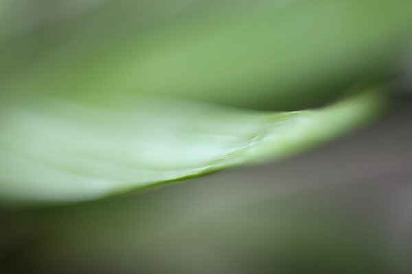 Blurry photo of a leaf from the rain