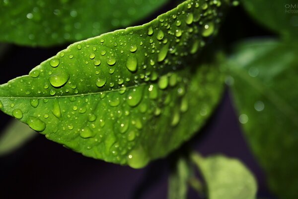 雨后水滴在树叶上