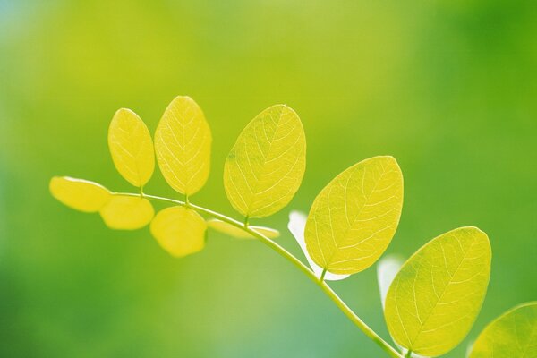 植物生长、叶、自然