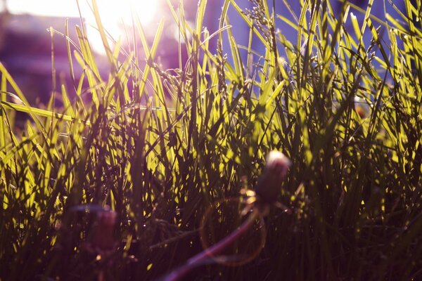 Matin sur l herbe en été