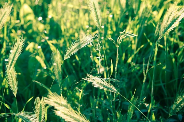 Bel campo di grano dorato