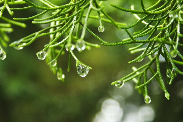 Caída de gotas de lluvia del follaje