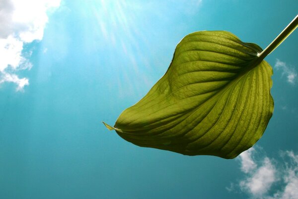 A green leaf of fluff on a blue sky background