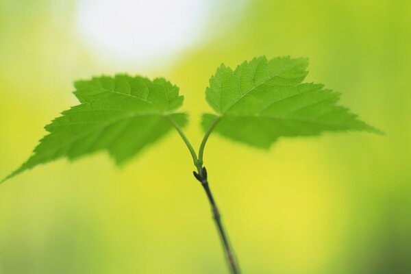 Foto de folhas verdes da árvore