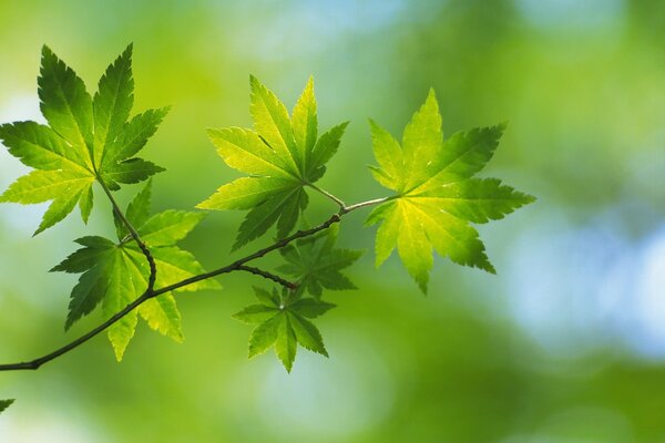 Immagine della crescita delle foglie in natura