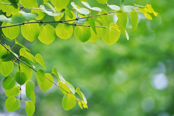 Des branches avec des feuilles sont visibles sur un fond flou