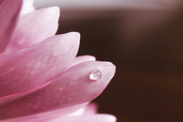 Goutte de rosée sur un pétale de fleur