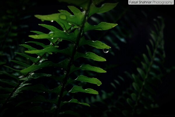 Dew drops on the leaves at night