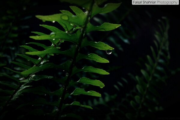Крапельки роси вночі на листках