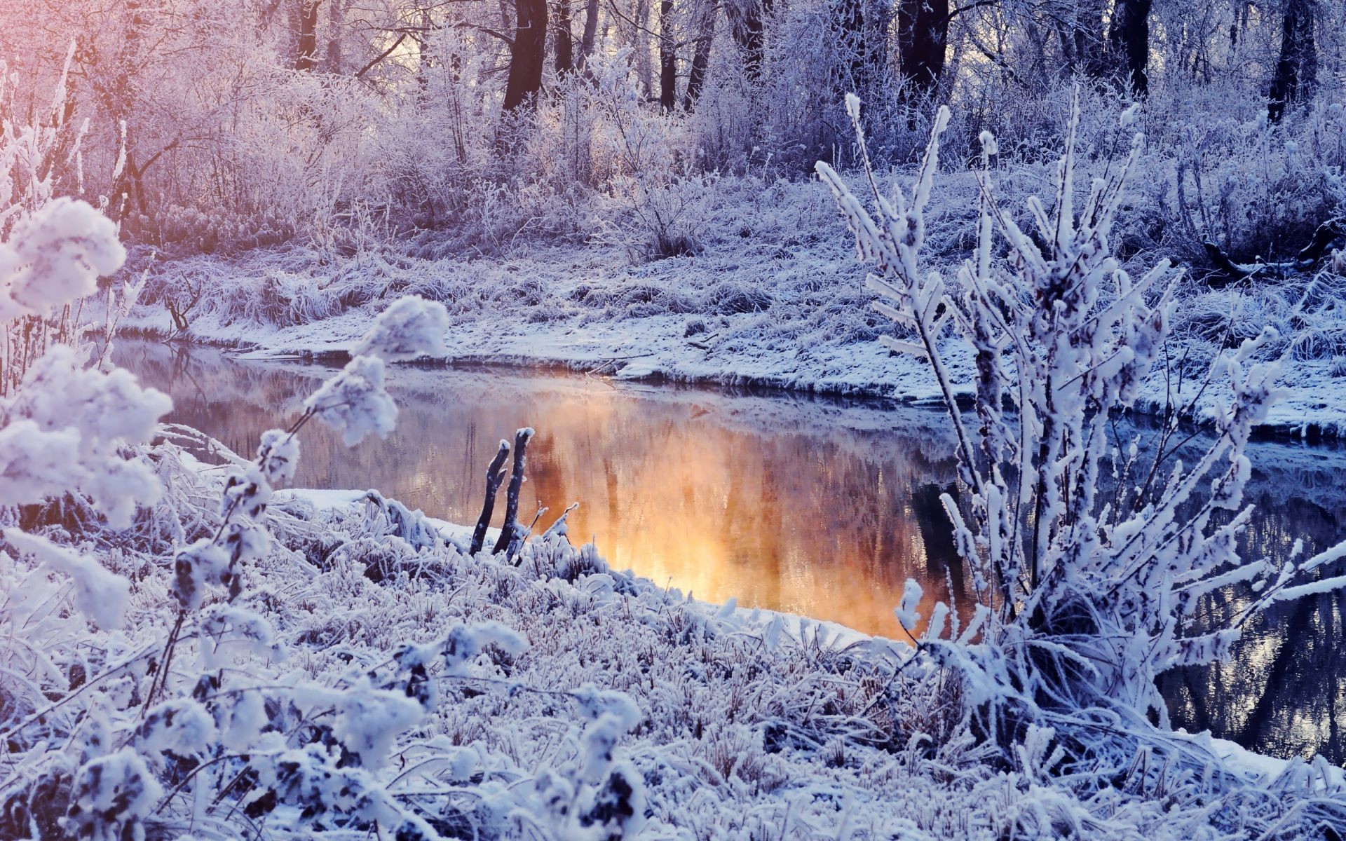 lac hiver neige gel froid bois nature congelé bois paysage glace à l extérieur saison météo parc givré neige-blanc