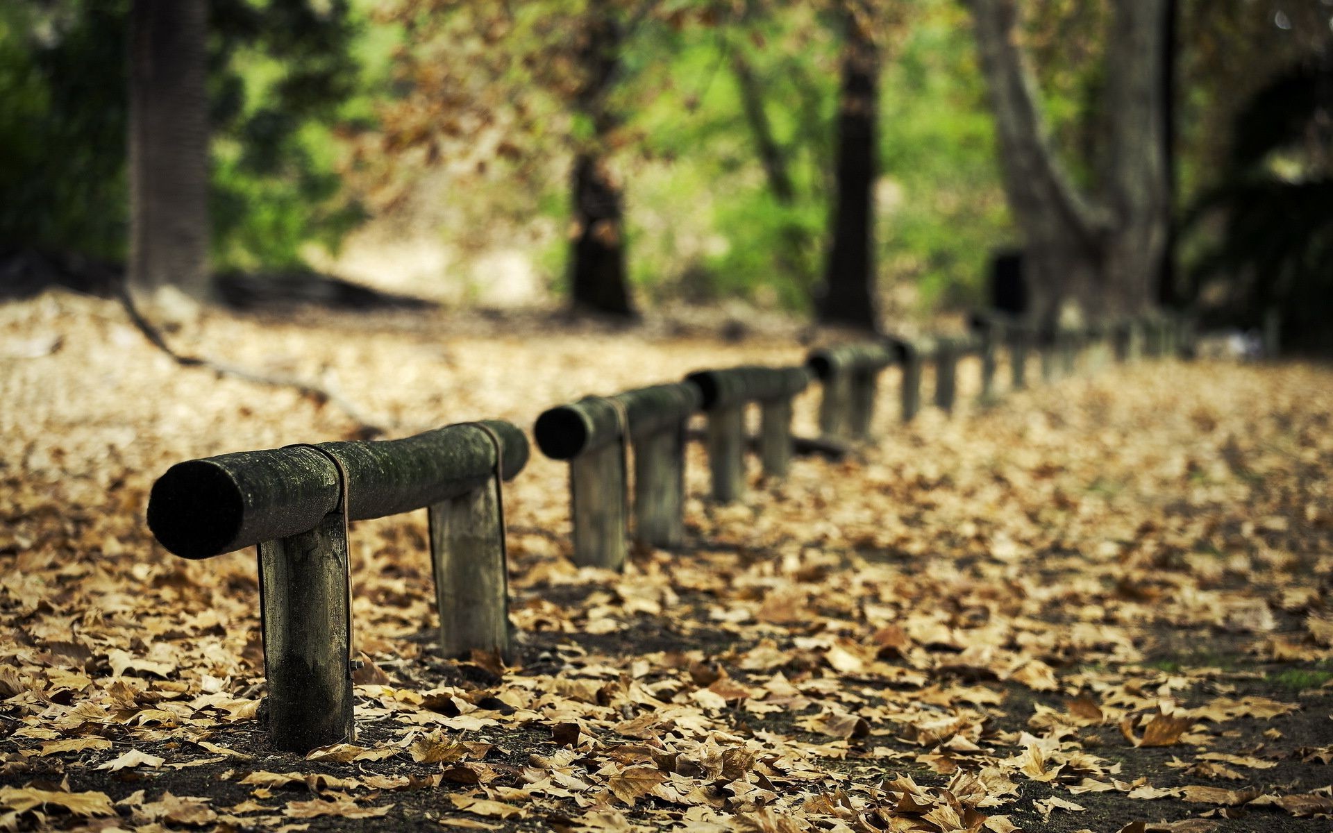 sonbahar ahşap ağaç doğa açık havada park manzara