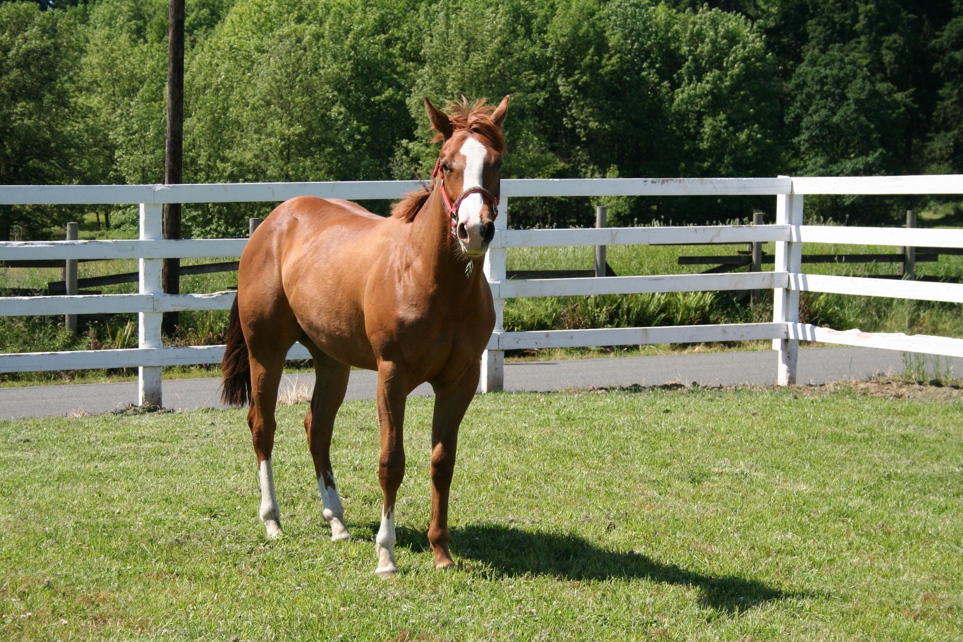 cavalos cavalo mamífero grama mare criação de cavalos garanhão feno pasto fazenda cavalaria rural equestre pônei animal campo verão mane ao ar livre paddock