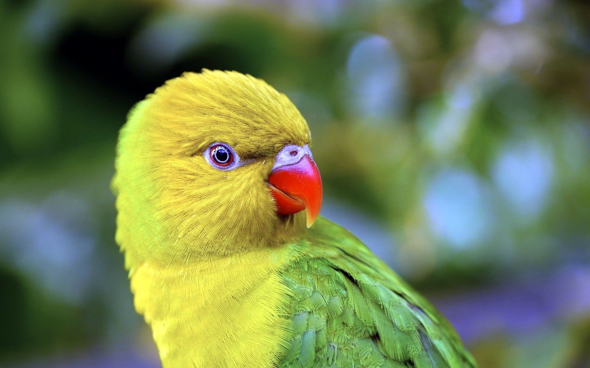 animais pássaro papagaio natureza vida selvagem animal ao ar livre bico papagaio pena tropical pequeno cor selvagem brilhante arara