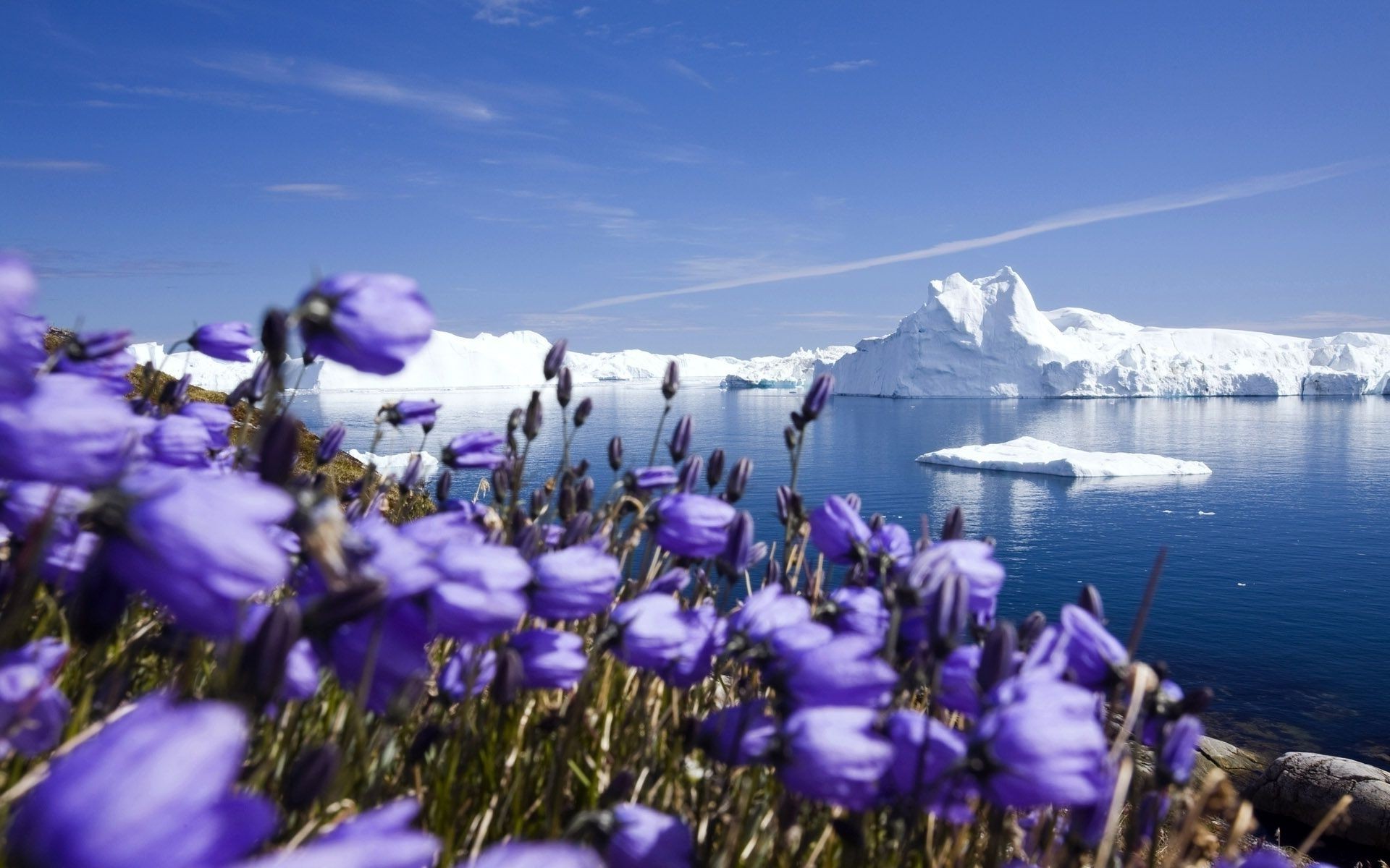 lake flower nature outdoors landscape hayfield grass summer sky season snow field water flora color beautiful