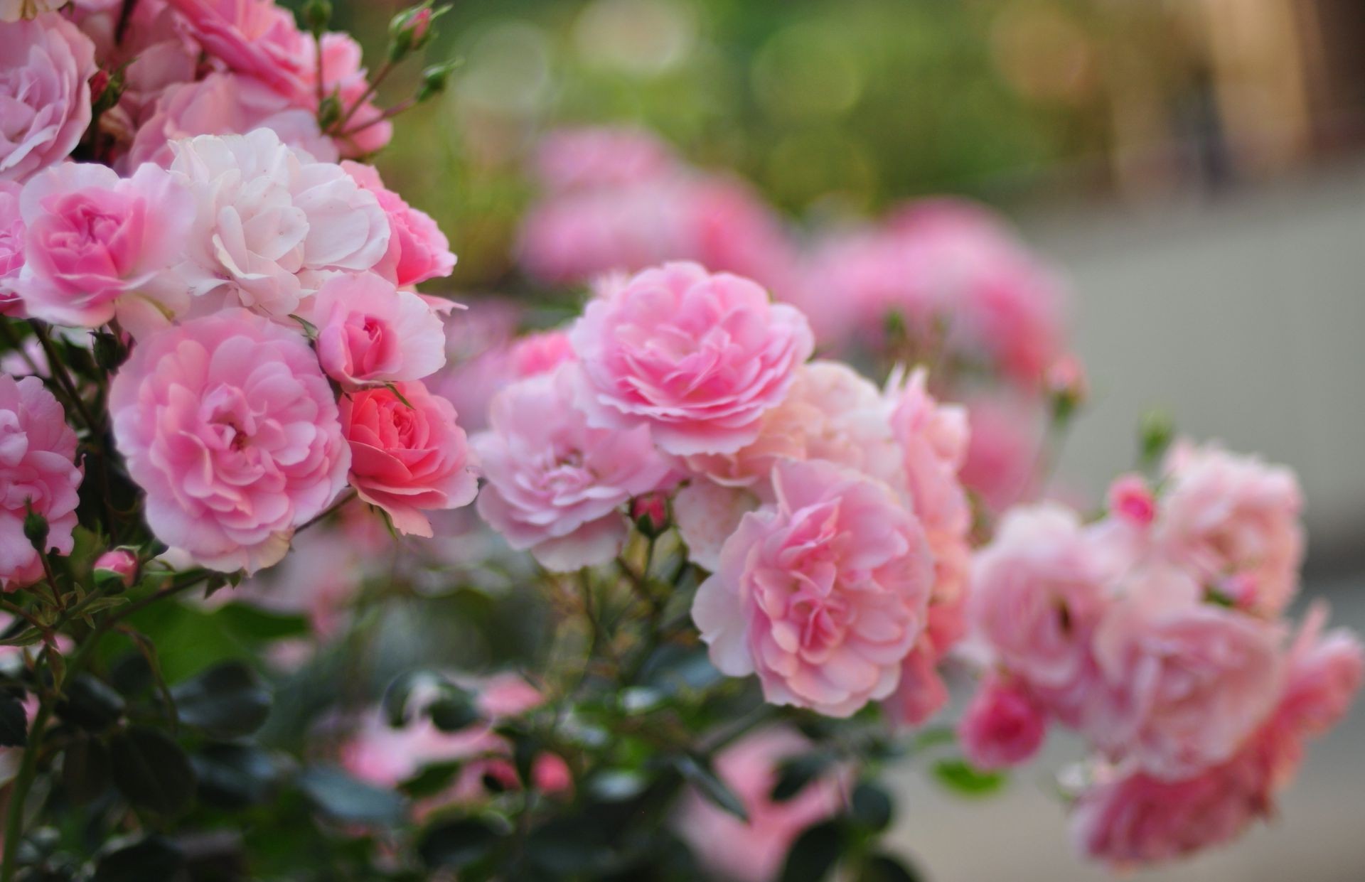 rosas flor flora pétalo floración floral naturaleza jardín ramo hoja color verano decoración boda amor romántico amigo hermoso rama botánico