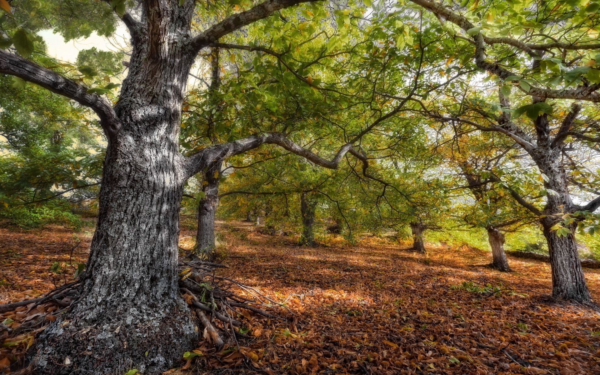 autunno albero legno natura paesaggio foglia autunno parco tronco stagione ambiente all aperto ramo corteccia scenic quercia flora paesaggio bel tempo erba