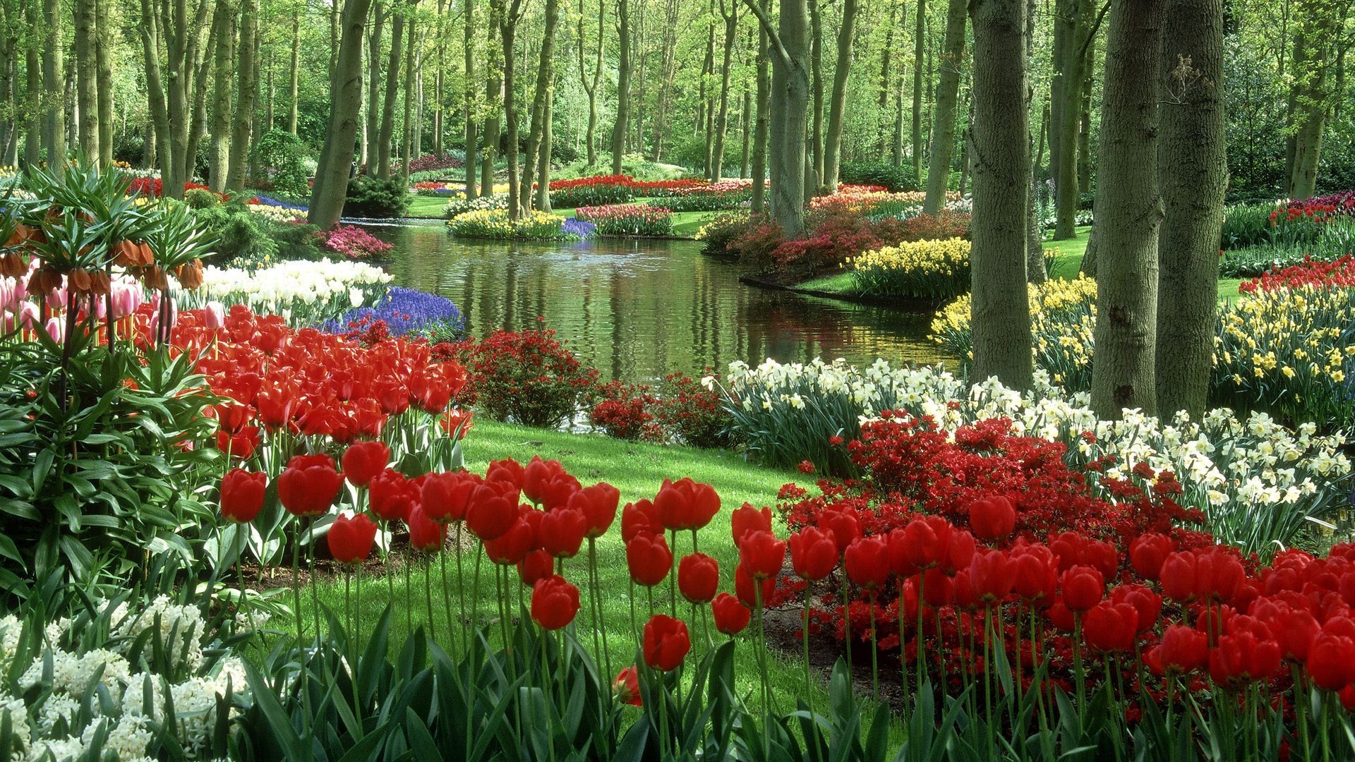 tulips garden flower leaf nature park tulip flora season color floral blooming growth landscape tree springtime bright wood