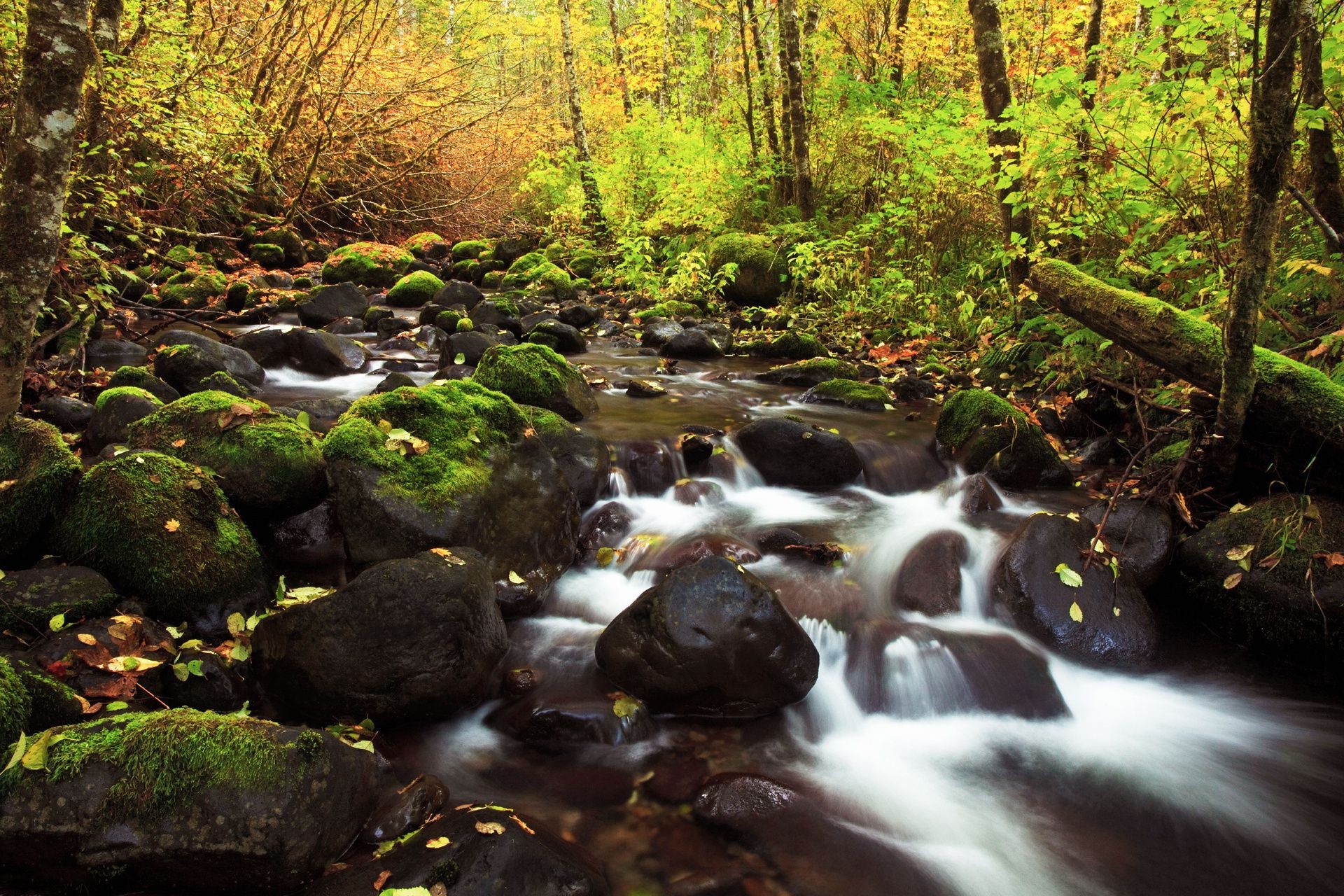 waterfalls water stream fall wood river waterfall creek leaf rock nature moss landscape tree outdoors flow motion park cascade scenic