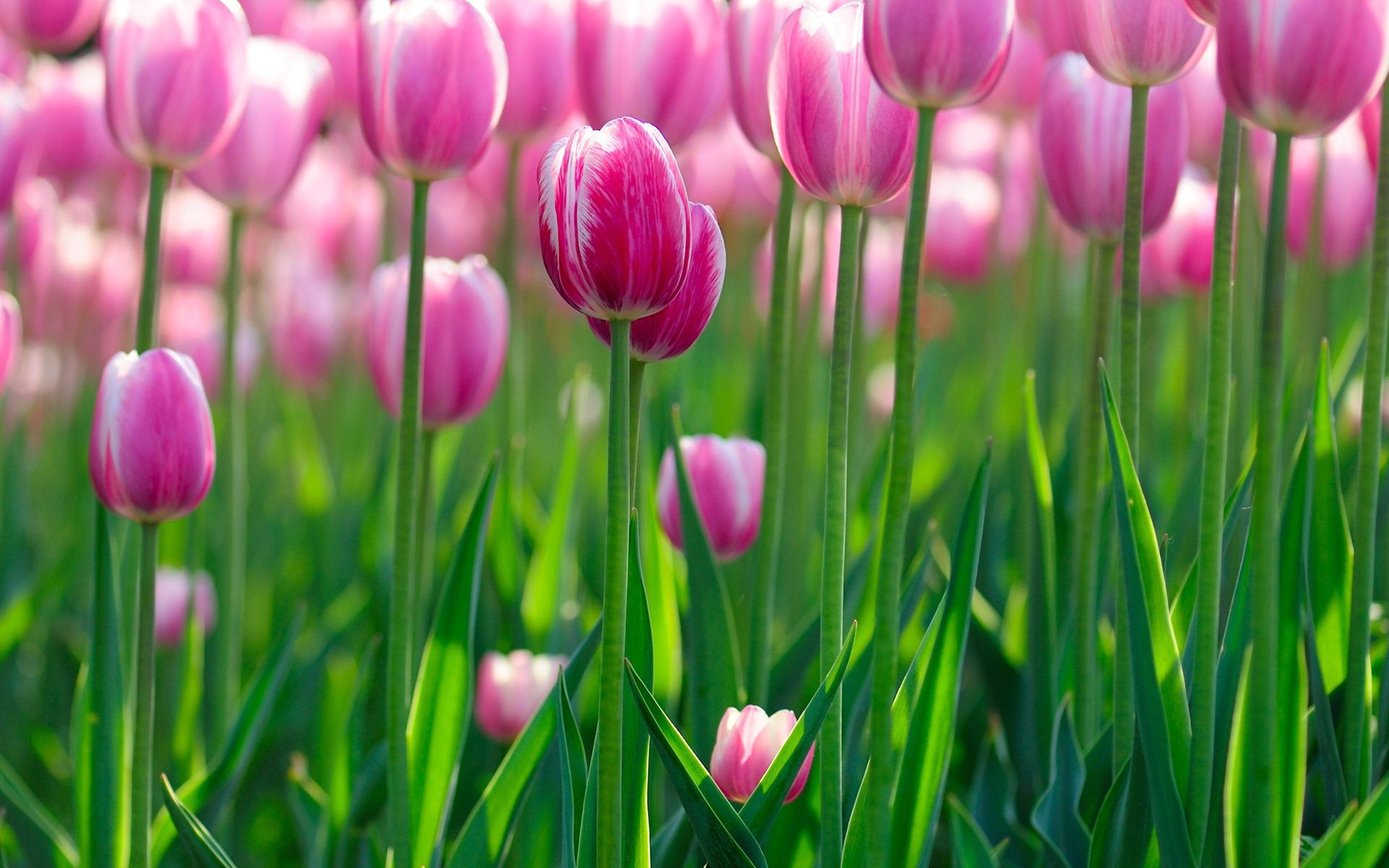 tulpen natur flora blume tulpe garten hell ostern sommer blatt blumen saison feld farbe wachstum gutes wetter hell blütenblatt gras blühen