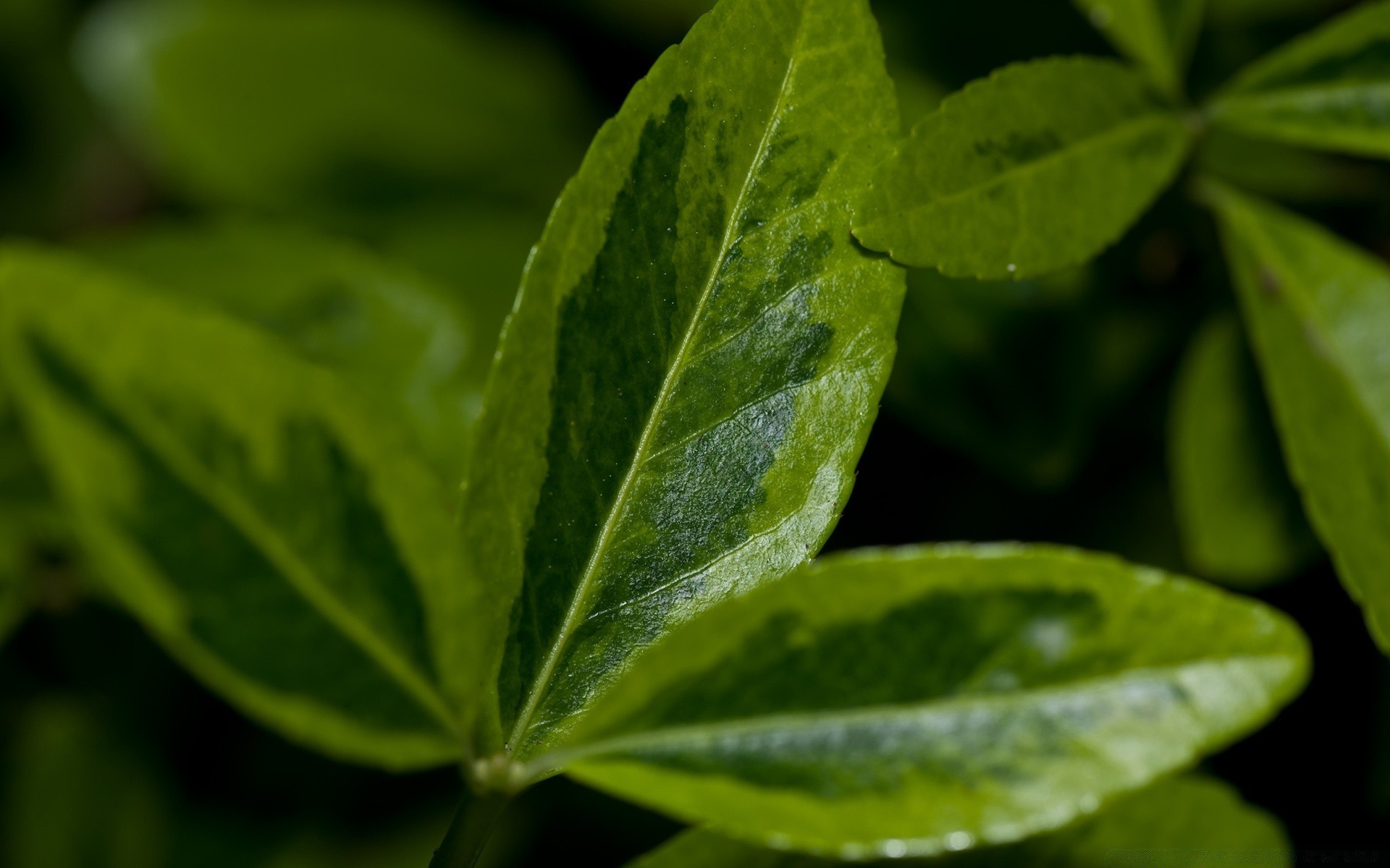 plantas folha flora natureza crescimento chuva close-up frescor comida queda