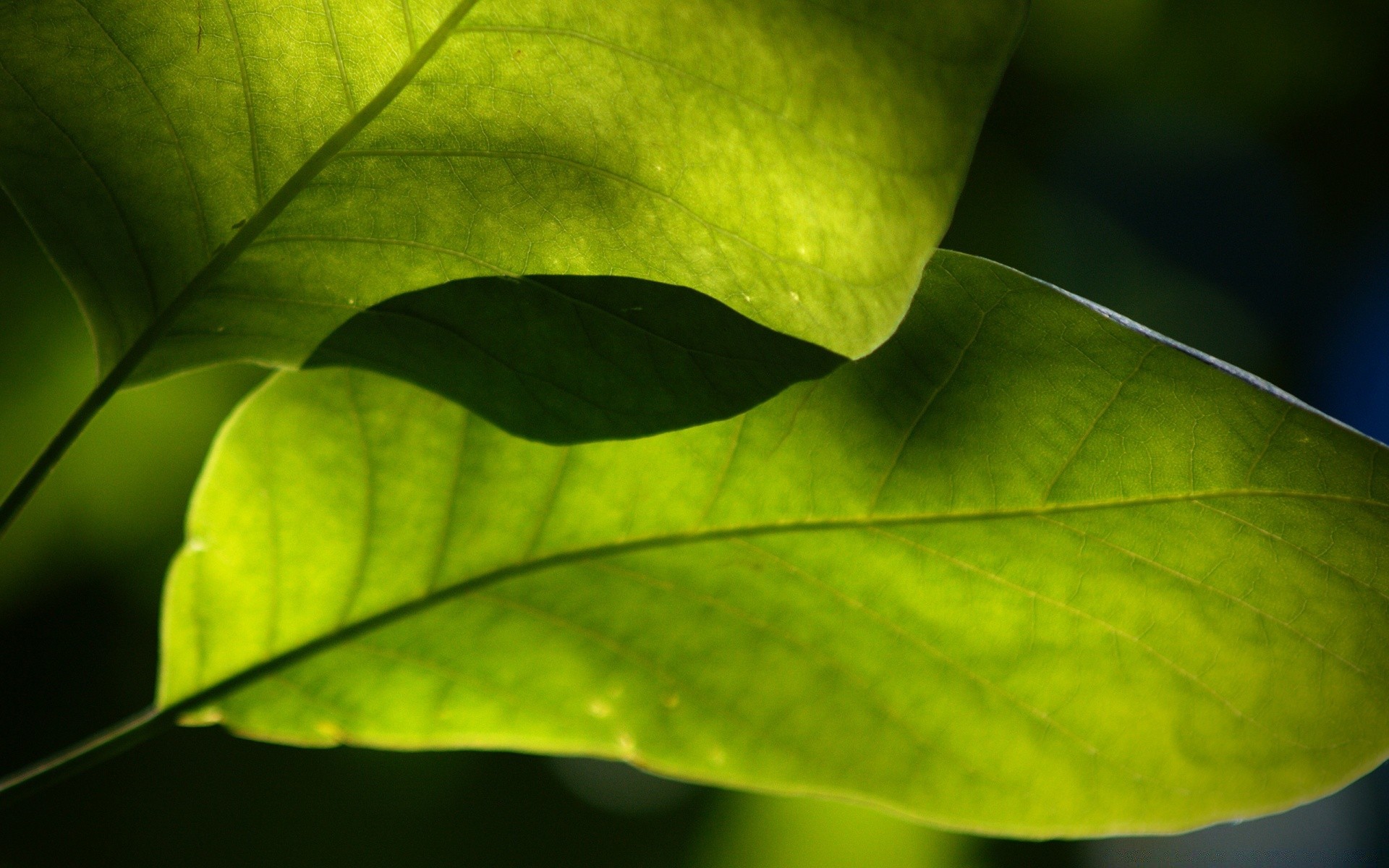 plants leaf flora growth nature rain vein dew drop environment wet freshness bright garden close-up summer color lush environmental ecology