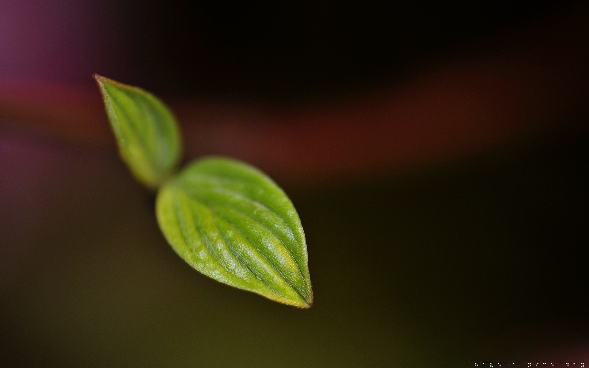 pflanzen blatt natur wachstum flora kugelförmig wenig regen unschärfe tau keimen dop