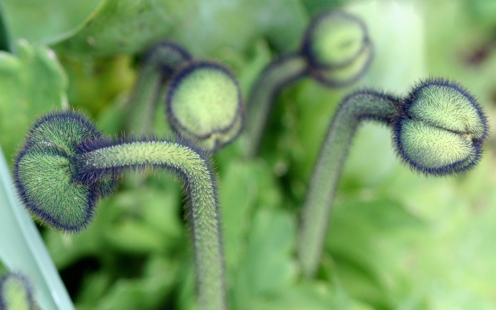 植物 植物 自然 特写 生长 叶 花园 食物 颜色 花