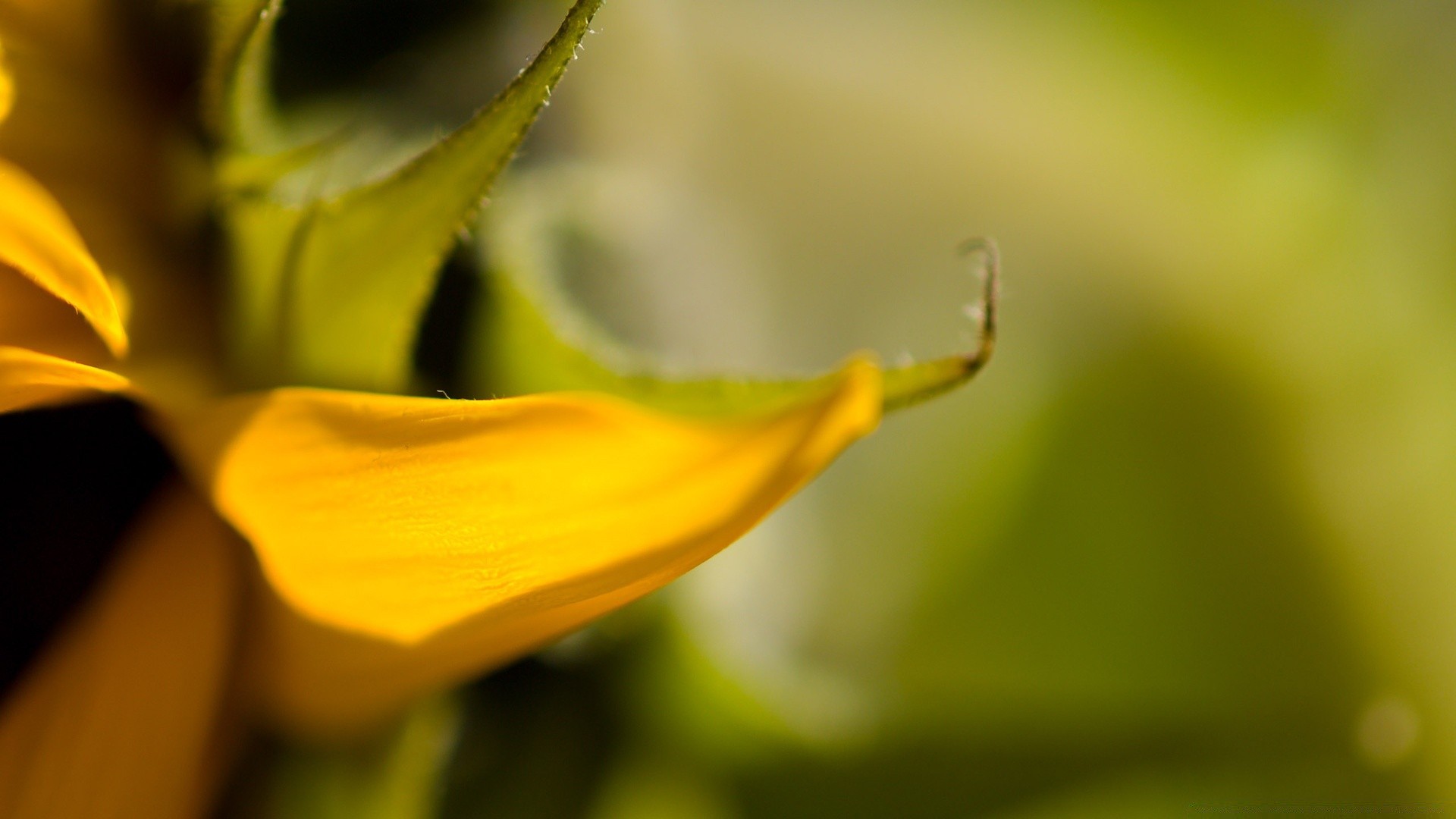 plants nature flower leaf flora blur garden color rain summer light bright outdoors drop insect dew dof close-up