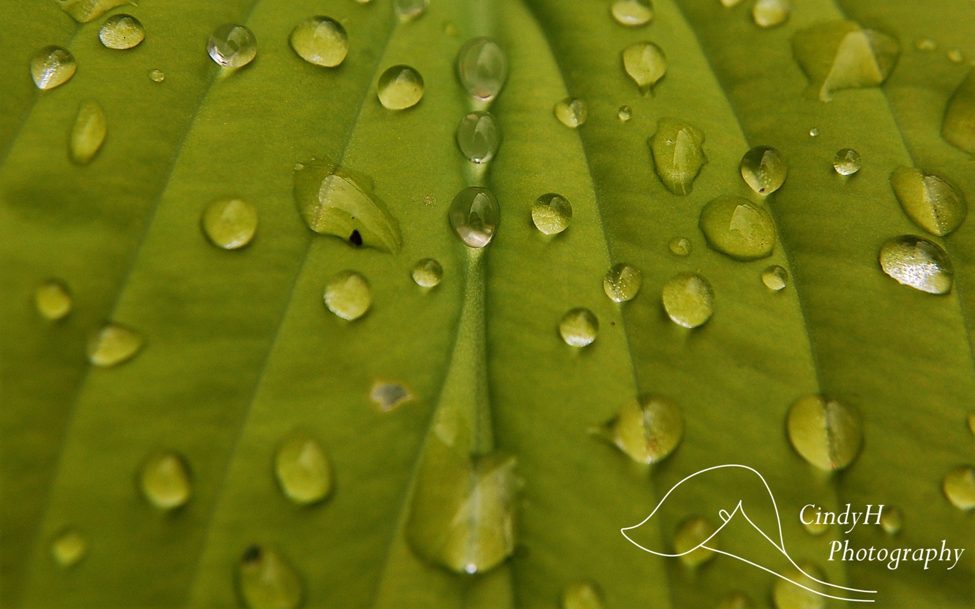 droplets and water dew rain leaf drop growth wet raindrop flora purity droplet water nature vein clean summer ecology environment