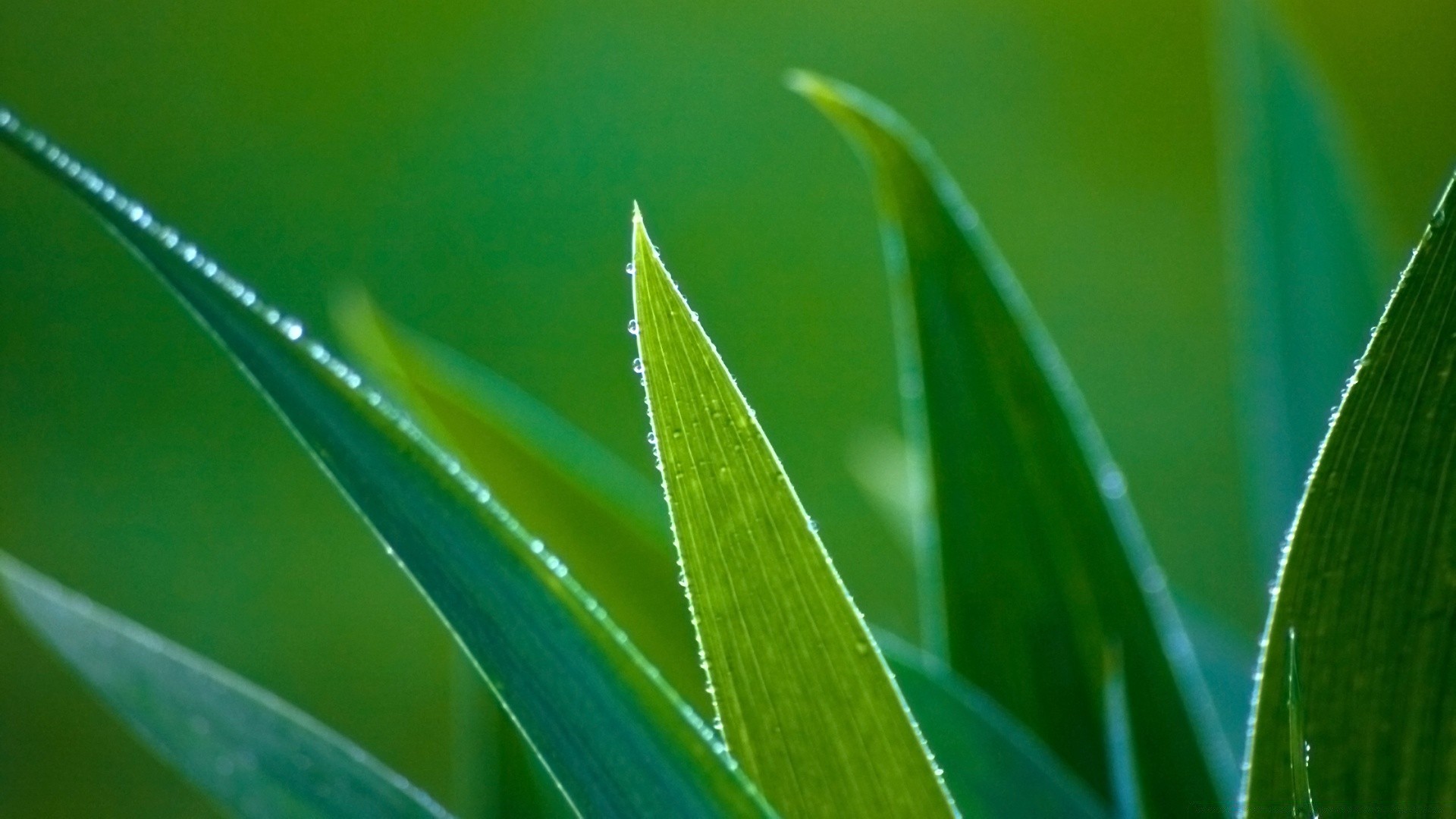 pflanzen blatt flora tau natur regen steigen fallen garten gras umwelt sauberkeit üppig klinge