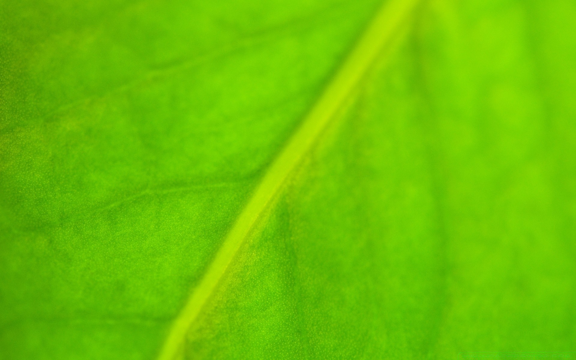 plantes feuille résumé flore photosynthèse veines asymétrie texture croissance jardin bureau artistique couleur rosée diagonale pluie nature art chute lumineux