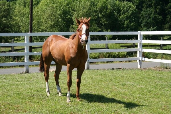 Un cavallo rosso con una macchia bianca sulla testa si trova in un recinto sul prato