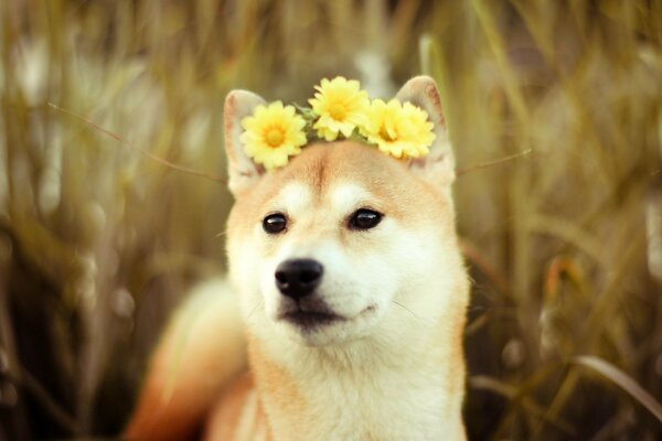 कानों के बीच पीले फूलों वाला प्यारा कुत्ता